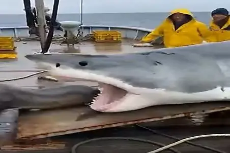 معماری طبیعت؛ نهنگ و شیرآبی دنبال بازیشون رو کشوندن رو کشتی خدمه سکته ناقص زدن