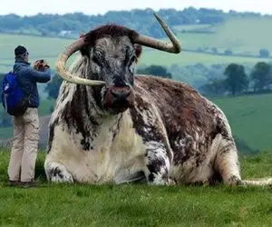 گاو باورنکردنی؛ برای تولید قداره دراز شاخ چندمتری گاومیش و با سنگ فرز تراشید 