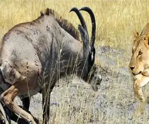 مستند حیات وحش / بز کوهی نقشه های شیر نقش بر آب کرد