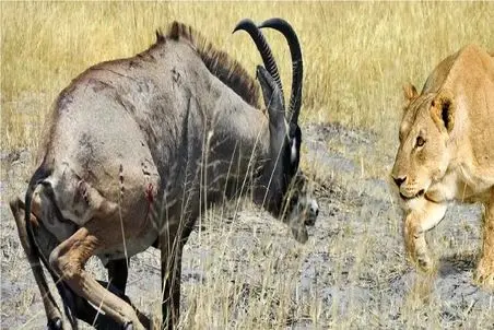 مستند حیات وحش / بز کوهی نقشه های شیر نقش بر آب کرد