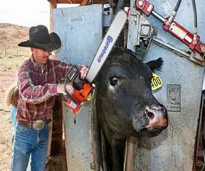 کارخانه حیوانات؛ وقتی شیر گاو غول تشن تموم و مفلوک شد بردن سلاخخونه از قفا گردن زدن