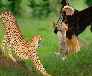 جذابیت حیات وحش / عقاب با نشانه رفتن توله یوز به ضیافت خون کشیده شد