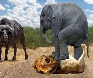 نبرد حیات وحش/ دست و پای قطع شده فیل ها توسط بوفالو قدرتمند