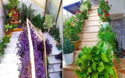 گیاهان آپارتمانی خاص راه پله / مقاوم در برابر تاریکی و سرما و گرمای این فضا در هر فصل