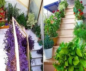 گیاهان آپارتمانی خاص راه پله / مقاوم در برابر تاریکی و سرما و گرمای این فضا در هر فصل