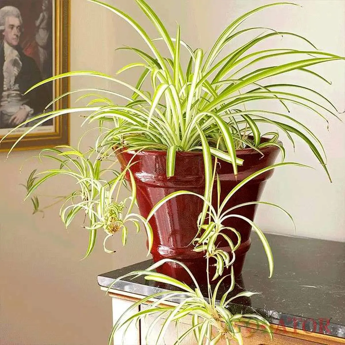 spider-plant-7