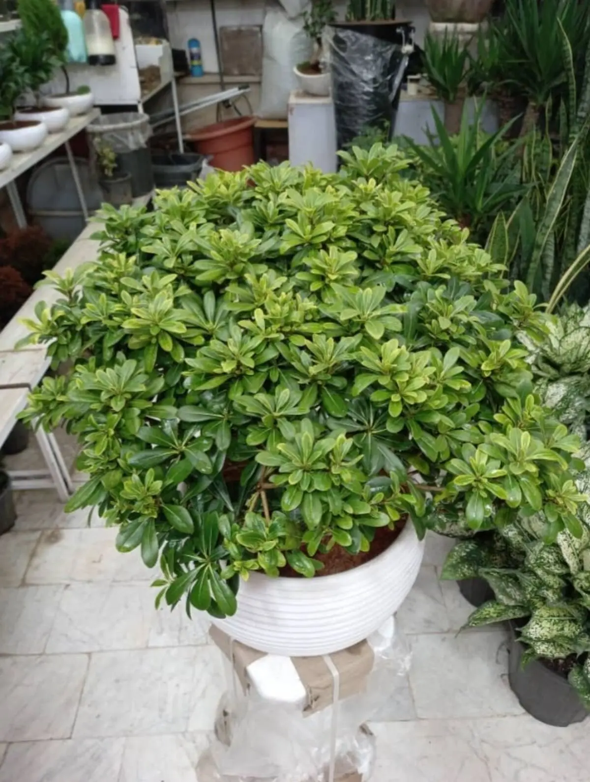 بالک2