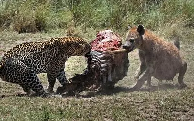 جذابیت حیات وحش؛ دوئل نفس گیر کفتار و پلنگ برای بلع شکار