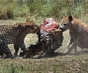 جذابیت حیات وحش؛ دوئل نفس گیر کفتار و پلنگ برای بلع شکار