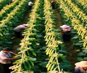 کشاورزی نوین؛ مزرعه خیار زدن عین علف هرز تا چشم کار میکنه بار داد معلوم نی کودش چیه