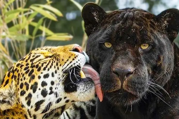 مستند حیات وحش؛ جگوارهای سیاه و سفید که عشق شون با لیس زدن نشون می دن