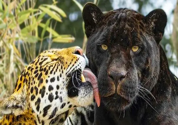 مستند حیات وحش؛ جگوارهای سیاه و سفید که عشق شون با لیس زدن نشون می دن