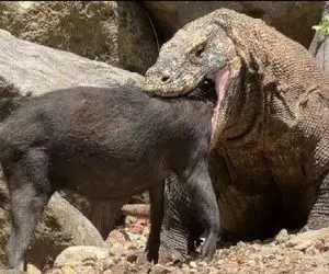 مستند حیات وحش؛ اژدهای کومودو ته گراز فشار به سنگ جا کنه تو حلقش