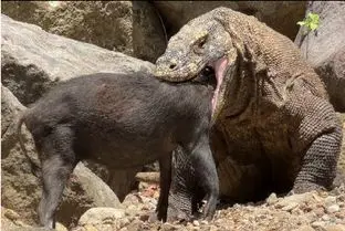 مستند حیات وحش؛ اژدهای کومودو ته گراز فشار به سنگ جا کنه تو حلقش