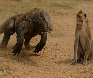 شاهکار حیات وحش؛ اژدهای کومودو مثل جارو برقی هرچی گیرش بیاد هورت میکشه