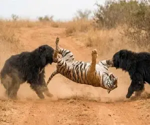 مستند حیات وحش؛ دردسر دوبل ببر وقتی خرس ها برای زیر کشیدنش تیم میشوند