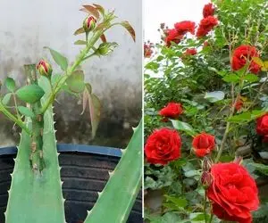 کشاورزی خلاقانه؛ چجوری گل رز رو تکثیر کنیم؟ با آلوئه ورا قلمه بزن محشر میشه