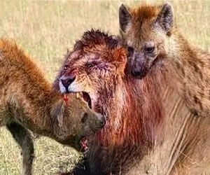 بر مدار وحش؛ انتقام سخت شیر از کفتار با ریش کردن گوشت تنش