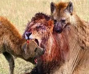 بر مدار وحش؛ انتقام سخت شیر از کفتار با ریش کردن گوشت تنش