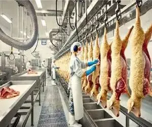 فرآوری گوسفند؛ گوسفند با تکنولوژی پیشرفته قتل عام میکنن پشمش بره دست برند لاکچری