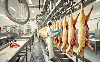 فرآوری گوسفند؛ گوسفند با تکنولوژی پیشرفته قتل عام میکنن پشمش بره دست برند لاکچری