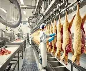 فرآوری گوسفند؛ گوسفند با تکنولوژی پیشرفته قتل عام میکنن پشمش بره دست برند لاکچری