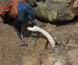 جذابیت حیات وحش / پرنده مار رو مثل مو از ماست کشید بیرون بلعید