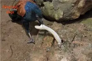 جذابیت حیات وحش / پرنده مار رو مثل مو از ماست کشید بیرون بلعید