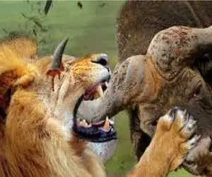 شاهکار حیات وحش / بوفالو خشمگین شیر را از سلطنت عزل کرد