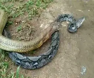 مستند حیات وحش؛ نبرد سمی میان پیتون و کبری برای بلع دیگری