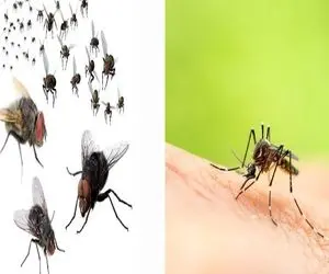 فراری دادن پشه ها/ بچه پرروها خونتو کردن پاتوق هر شب ویز ویز هر شب پارتی اینجوری میرن