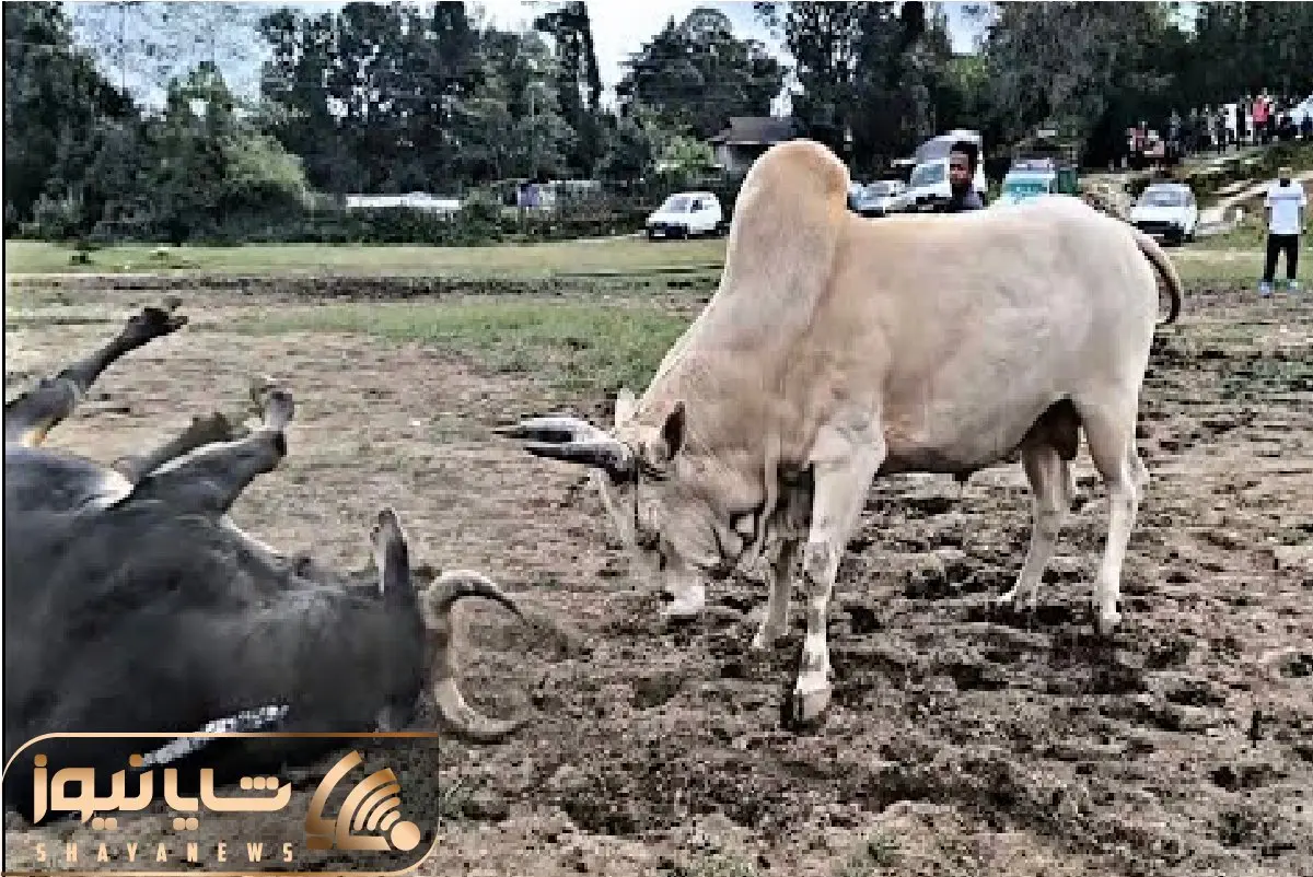 حیات وحش بی رحم؛ گاوهای غول میندازن دعوا خودشون بشینن تماشا