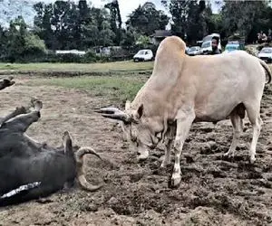 حیات وحش بی رحم؛ گاوهای غول میندازن دعوا خودشون بشینن تماشا