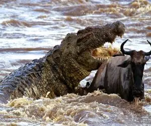 بدایع حیات وحش / جدال کروکودیل  خطرناک ترین شکارچیان آفریقا با حیوانات