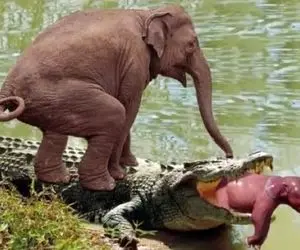 نبرد حیات وحش/ فیل خوش شانس در مقابل تمساح/ تقلای شیر در دهان تمساح