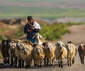 آواز عشایری؛ نی نوازی و نوازندگی چوپان برای الاغ و سگ و گوسفند که با موزیک زنده میچرن