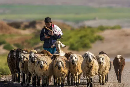 آواز عشایری؛ نی نوازی و نوازندگی چوپان برای الاغ و سگ و گوسفند که با موزیک زنده میچرن