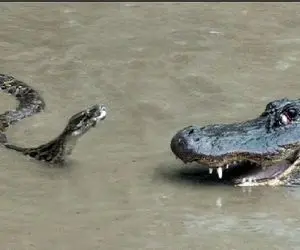 مستند حیات وحش؛ عناد بیدادگرانه پیتون و تمساح روی برکه برای اثبات قدرت