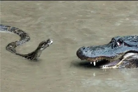 مستند حیات وحش؛ عناد بیدادگرانه پیتون و تمساح روی برکه برای اثبات قدرت