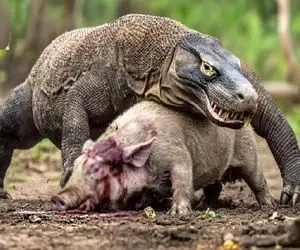 جذابیت حیات وحش؛ کومودوی بدسگال خوک قلمبه رو قاپید درسته بلعید و نشخوار کرد