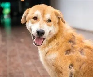 حیوان آزاری در گیلان ؛ 74 ضربه شلاق در ملاعام عاقبت حیوان آزاران