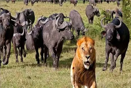 مستند حیات وحش؛ شیر رسید به بوفالو شد شیر پاکتی