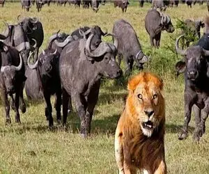 مستند حیات وحش؛ شیر رسید به بوفالو شد شیر پاکتی