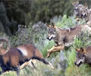 مستند حیات وحش؛ گرگ های دندون گرد قوچ را به تاراج بردند