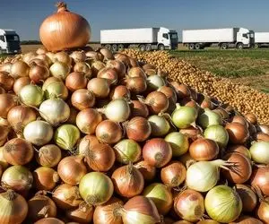 کشاورزی نوین؛ چند 1000 تن پیاز رو توی کارخونه با ماشین آلات مدرن بسته بندی شیک کردن