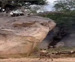 بر مدار وحش؛ ایستگاه سازی کفتارها توسط بز کوهی