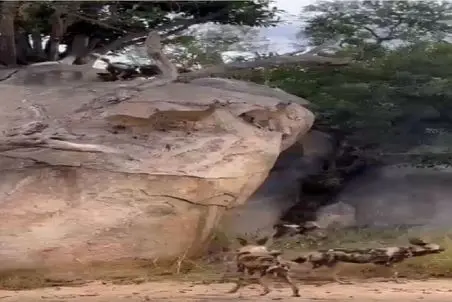 بر مدار وحش؛ ایستگاه سازی کفتارها توسط بز کوهی