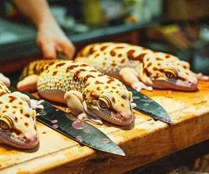 فراوری مارمولک؛ شکم مارمولک رو میشکافن دل و رودشو درمیارن بعدم رو توری کبابی میکنن