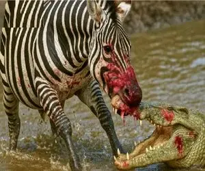 مستند حیات وحش؛ شرحه شدن گورخر رهگذر دد بدست تمساح مهاجم