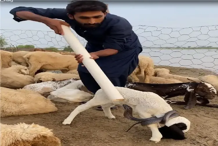 مستند کاوش؛ یارو مارو با لوله پولیکا گول میماله